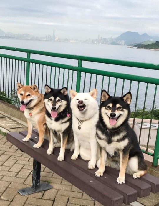 Perrito blanco arruina las sesiones de fotos con sus expresiones