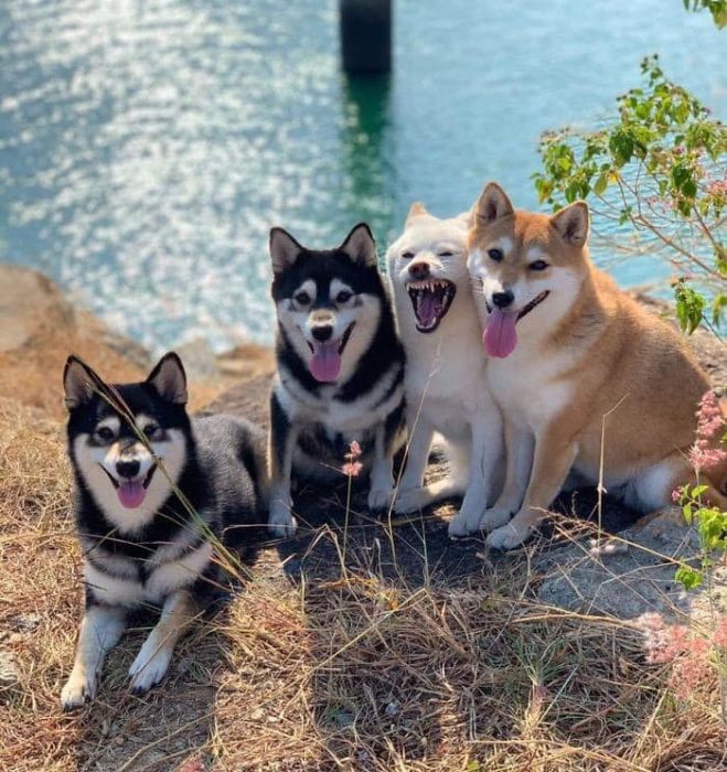 Perrito blanco arruina las sesiones de fotos con sus expresiones