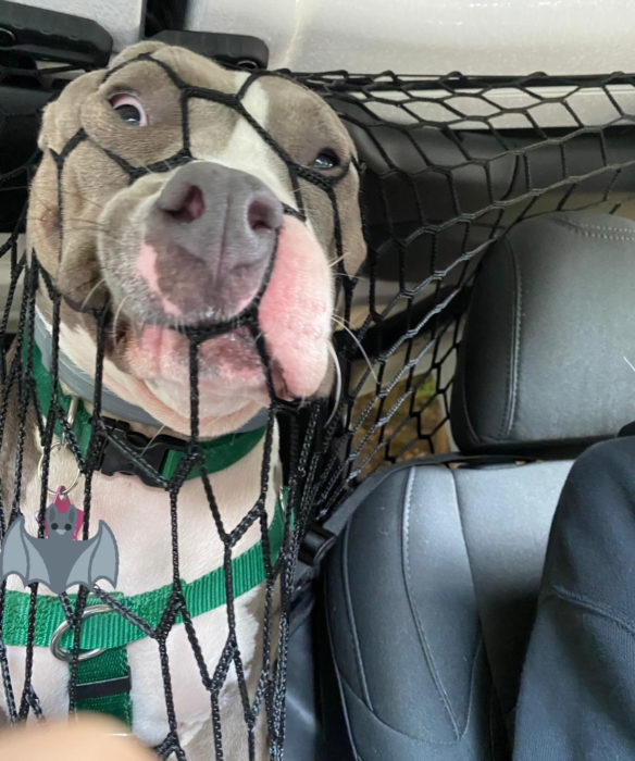 Perros graciosos haciendo tonterías mientras viajan en carro