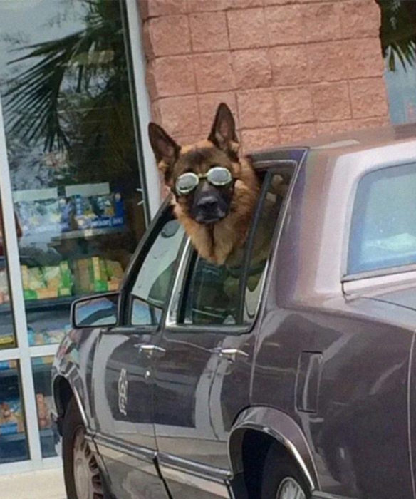 Perros graciosos haciendo tonterías mientras viajan en carro