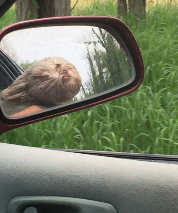 Perros graciosos haciendo tonterías mientras viajan en carro