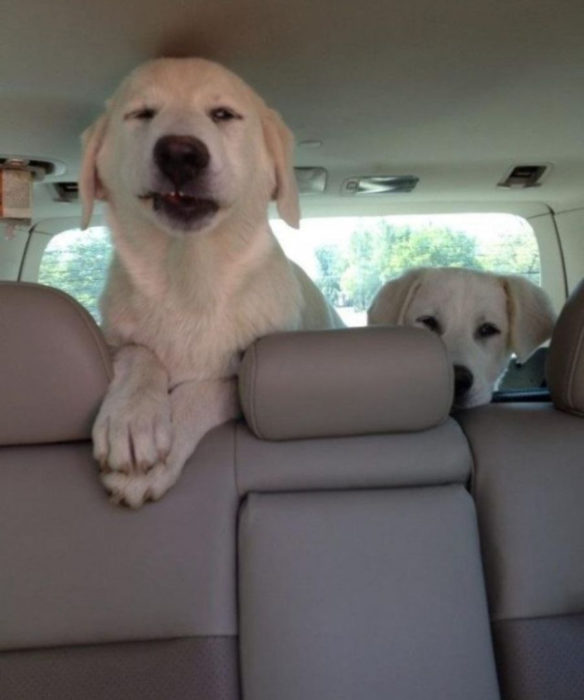 Perros graciosos haciendo tonterías mientras viajan en carro