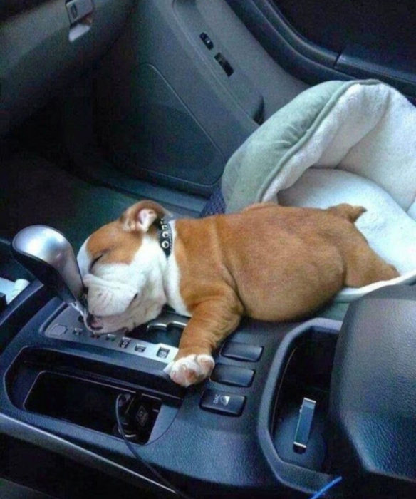 Perros graciosos haciendo tonterías mientras viajan en carro