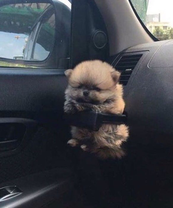 Perros graciosos haciendo tonterías mientras viajan en carro