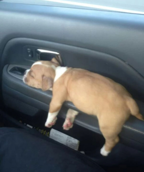 Perros graciosos haciendo tonterías mientras viajan en carro