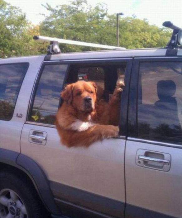 Perros graciosos haciendo tonterías mientras viajan en carro