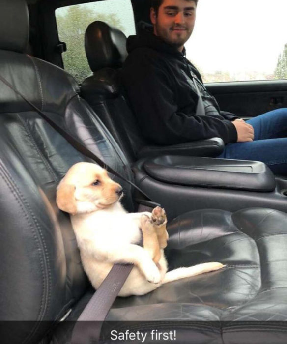 Perros graciosos haciendo tonterías mientras viajan en carro