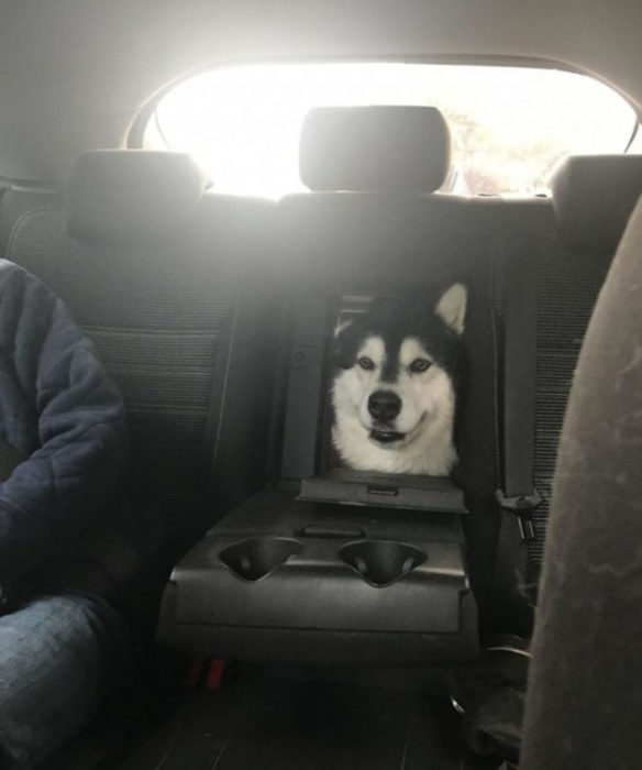 Perros graciosos haciendo tonterías mientras viajan en carro