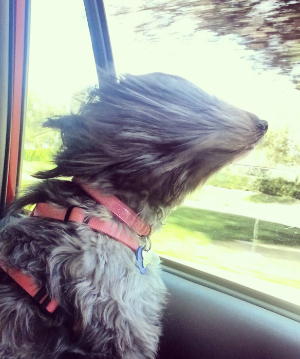 Perros graciosos haciendo tonterías mientras viajan en carro