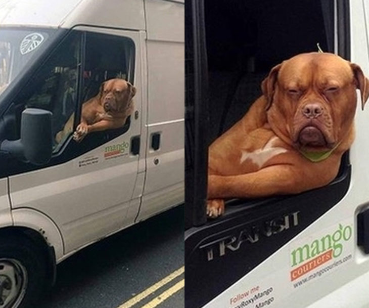 Perros graciosos haciendo tonterías mientras viajan en carro