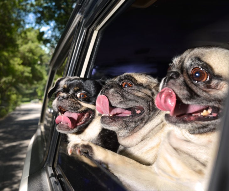 Perros graciosos haciendo tonterías mientras viajan en carro