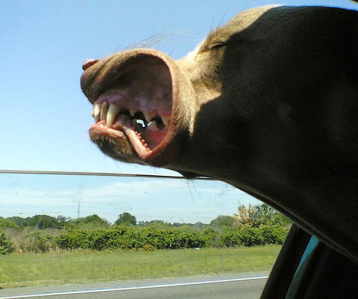 Perros graciosos haciendo tonterías mientras viajan en carro