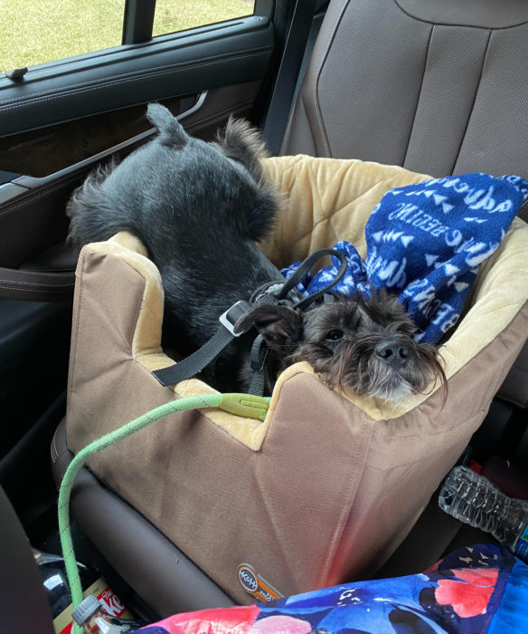 Perros graciosos haciendo tonterías mientras viajan en carro