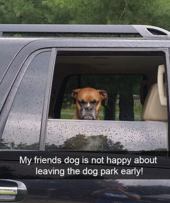 Perros graciosos haciendo tonterías mientras viajan en carro