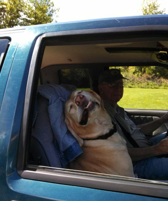 Perros graciosos haciendo tonterías mientras viajan en carro
