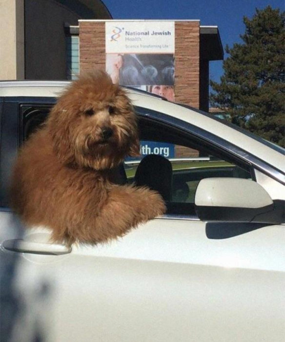 Perros graciosos haciendo tonterías mientras viajan en carro