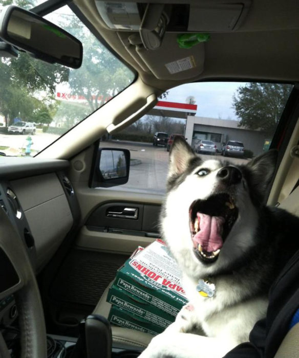 Perros graciosos haciendo tonterías mientras viajan en carro