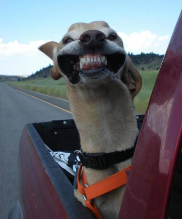 Perros graciosos haciendo tonterías mientras viajan en carro