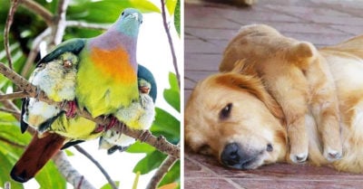 15 Animalitos que reflejan a la perfección el significado de la maternidad