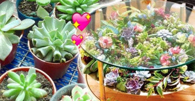 19 Ideas para convertir tus mesas en terrarios y darle vida a tu hogar