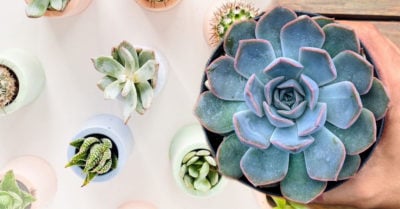 13 Tips para que tus suculentas crezcan grandes y hermosas
