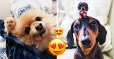 Artista crea versiones miniatura de mascotas y son hermosas