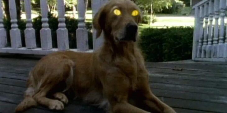 Perro con ojos amarillos de la serie ¿Le temes a la oscuridad?