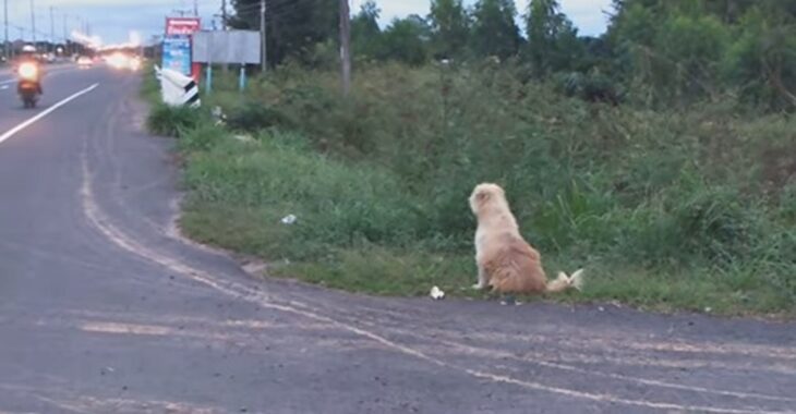 Dou Dou, un perro de pelaje blanco fue olvidado en la carretera cuando viajaba con su familia