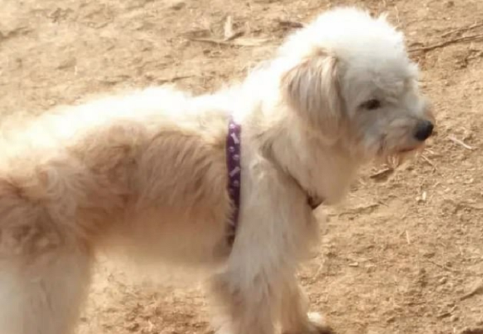Dou Dou, un perro de pelaje blanco usando pechera morada, dando un paseo