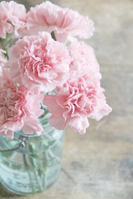 Claveles rosas en un florero con agua