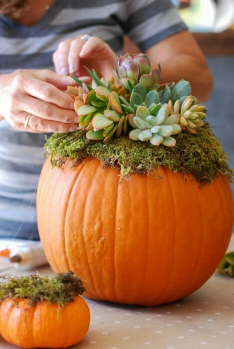 Decoración de otoño de calabazas con suculentas (4)