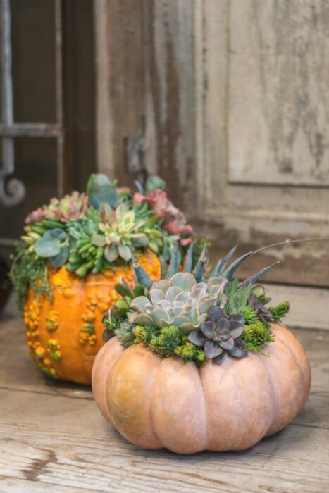 Calabazas con suculentas