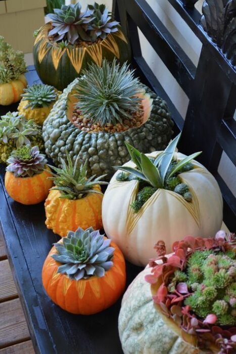 Calabazas con suculentas