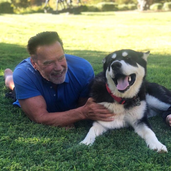 Famosos que han adoptado mascotas, perros o gatos; Aenold Schwarzenegger acostado en el jardín con su perro adulto huskey mestizo Dutch