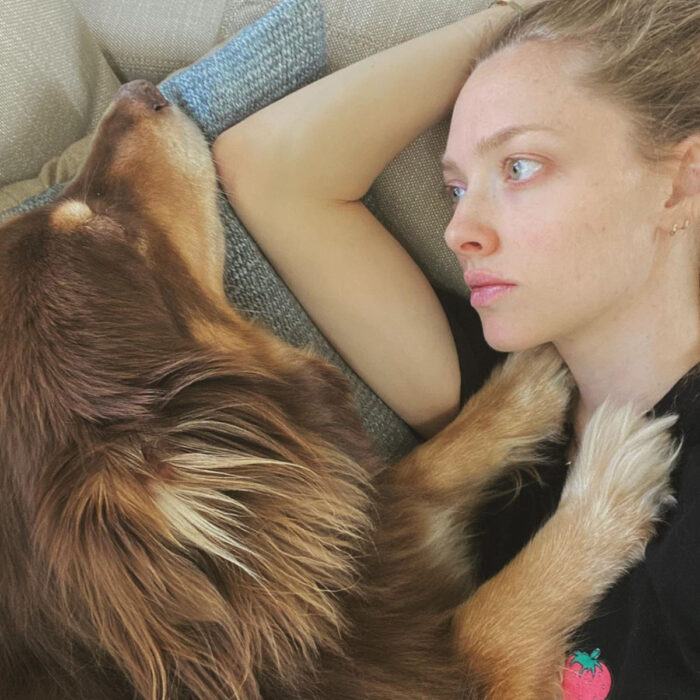 Famosos que han adoptado mascotas, perros o gatos; Amanda Seyfried con su perro pastor australiano café de pelo largo, Finn