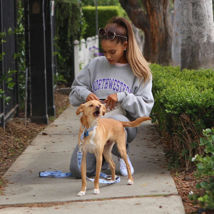 Famosos que han adoptado mascotas, perros o gatos; Ariana Grande en la calle paseando con su perrito Toulouse