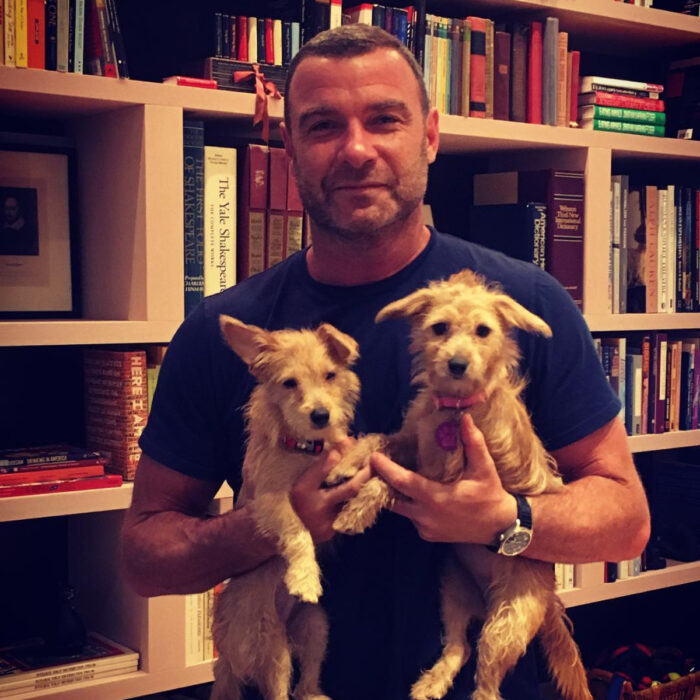 Famosos que han adoptado mascotas, perros o gatos; Liev Schreiber cargando a sus perritos en la biblioteca,, Willow y Scout