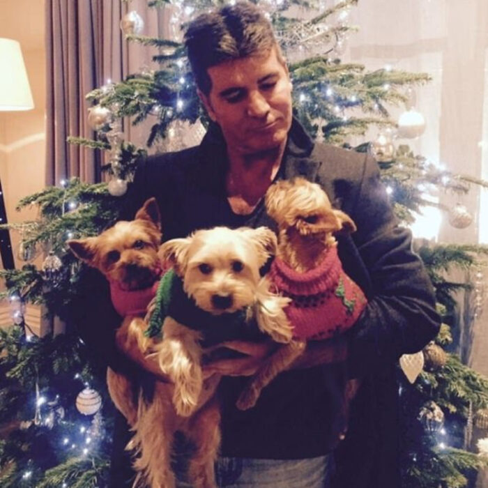 Famosos que han adoptado mascotas, perros o gatos; Simon Cowell frente al árbol de Navidad decorado, con sus tres perritas maltés color miel y blancas con suéteres navideños rojos con verde, Daisy, Freddie, Squiddly y Diddly