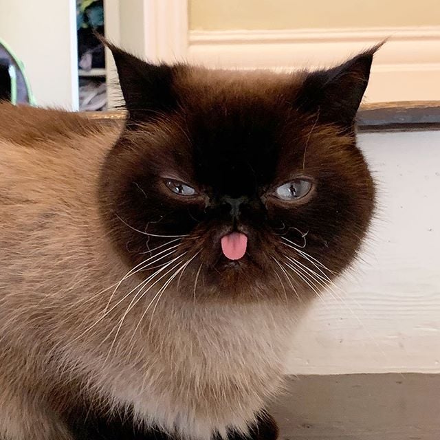 Ikuri, el gatito que siempre saca la lengua