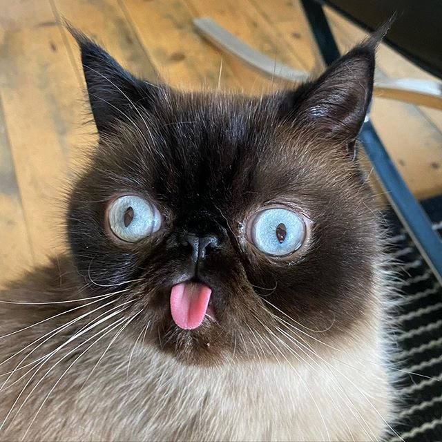 Ikuri, el gatito que siempre saca la lengua