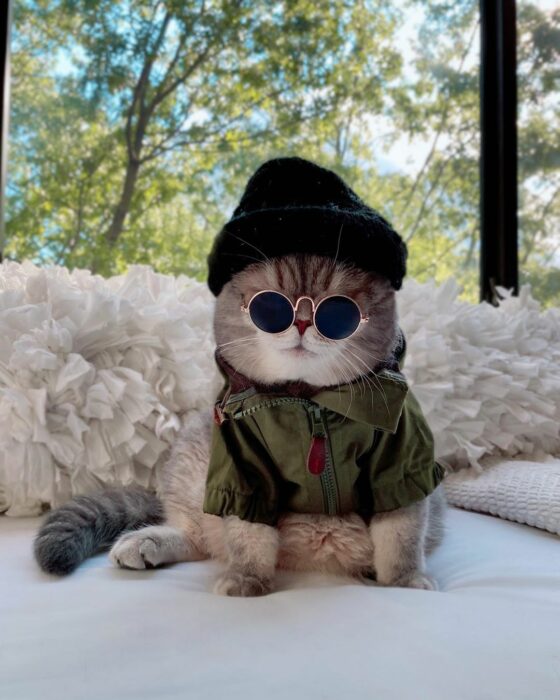 Benson, el felino a la moda; gato gris con rayas negras vestido con gorro negro, lentes de sol redondos con chamarra verde militar