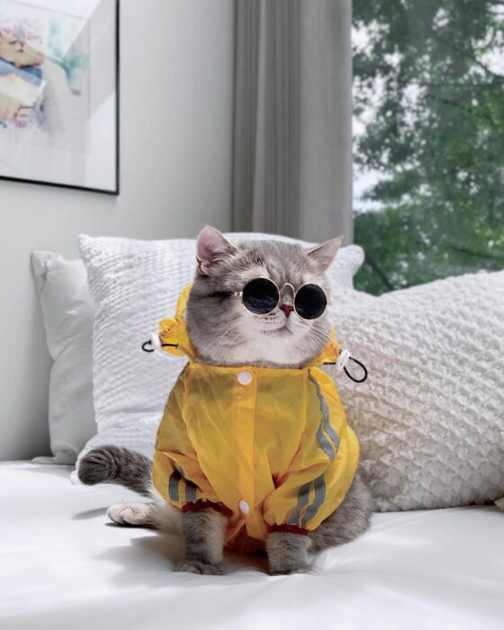 Benson, el felino a la moda; gato gris con rayas negras vestido con impermeable amarillo y lentes de sol redondos