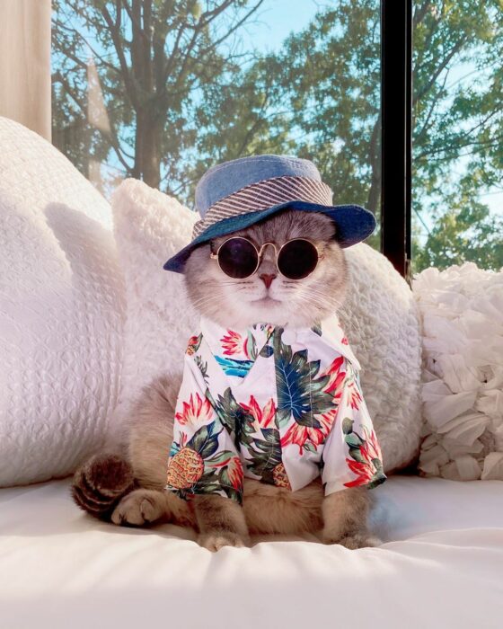 Benson, el felino a la moda; gato gris con rayas negras vestido con gorra de pescador, lentes de sol redondos, camisa hawaiana