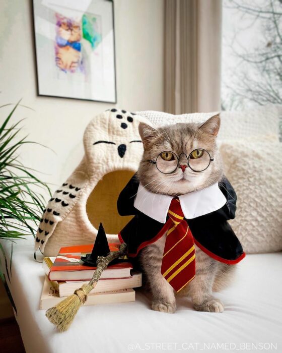 Benson, el felino a la moda; gato gris con rayas negras vestido con lentes de aumento redondos, disfrazado de Harry Potter, con escoba, lechuza y libros