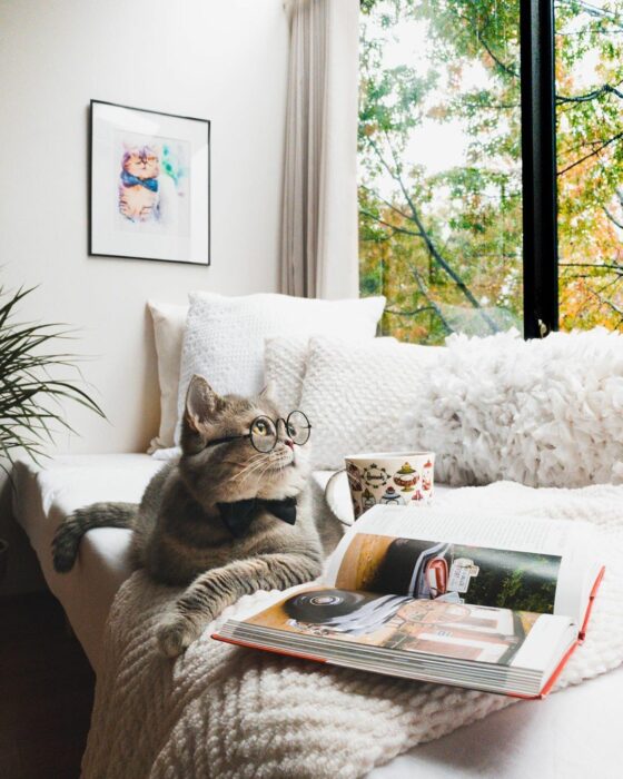 Benson, el felino a la moda; gato gris con rayas negras vestido con lentes de aumento redondos, moño negro, leyendo libros con una taza de café y té