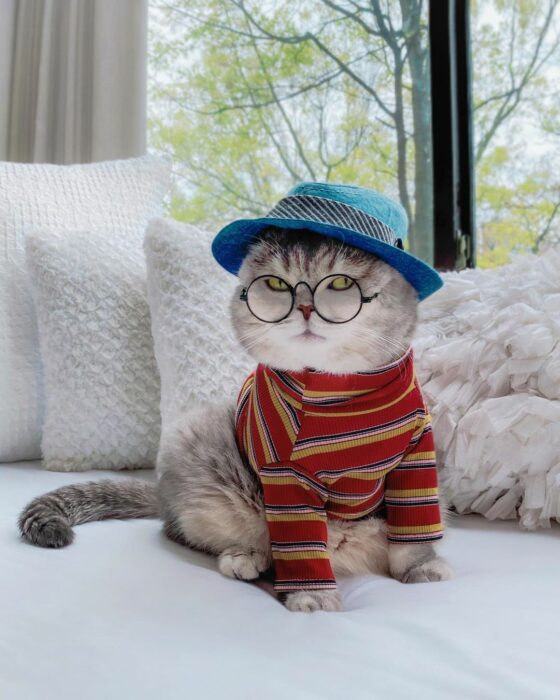 Benson, el felino a la moda; gato gris con rayas negras vestido con gorro de pescador azul mezclilla, lentes de aumento redondos, blusa de mangas largas y cuello de tortuga roja con rayas amarillas y negras