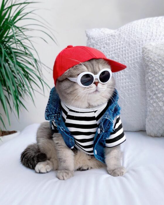 Benson, el felino a la moda; gato gris con rayas negras vestido con blusa rayada blanca y negra, gorra roja y lentes de sol redondos con armazón blanco