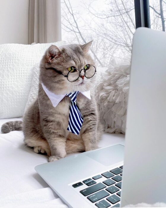 Benson, el felino a la moda; gato gris con rayas negras vestido con lentes de aumento redondos, corbata azul y blanca, en laptop