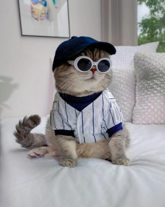 Benson, el felino a la moda; gato gris con rayas negras vestido con gorra y sudadera de beisbolista, lentes de sol redondos con armazón blanco