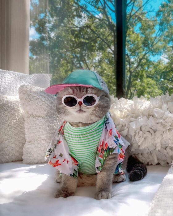 Benson, el felino a la moda; gato gris con rayas negras vestido con cachucha verde menta con rosa, blusa rayada y camisa de flores hawaiana, lentes de sol redondos con armazón blanco